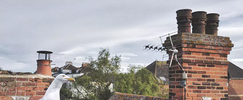 Chimney Cleaning And Restoration in Cibolo, Texas